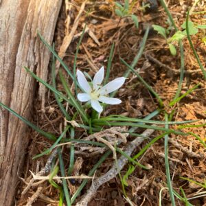 Colchicum pusillum