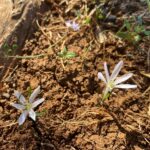 Colchicum pusillum