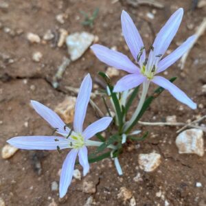 Colchicum pusillum