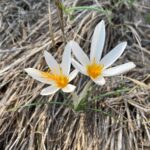 Crocus veneris