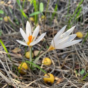 Crocus veneris