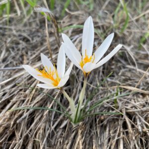 Crocus veneris