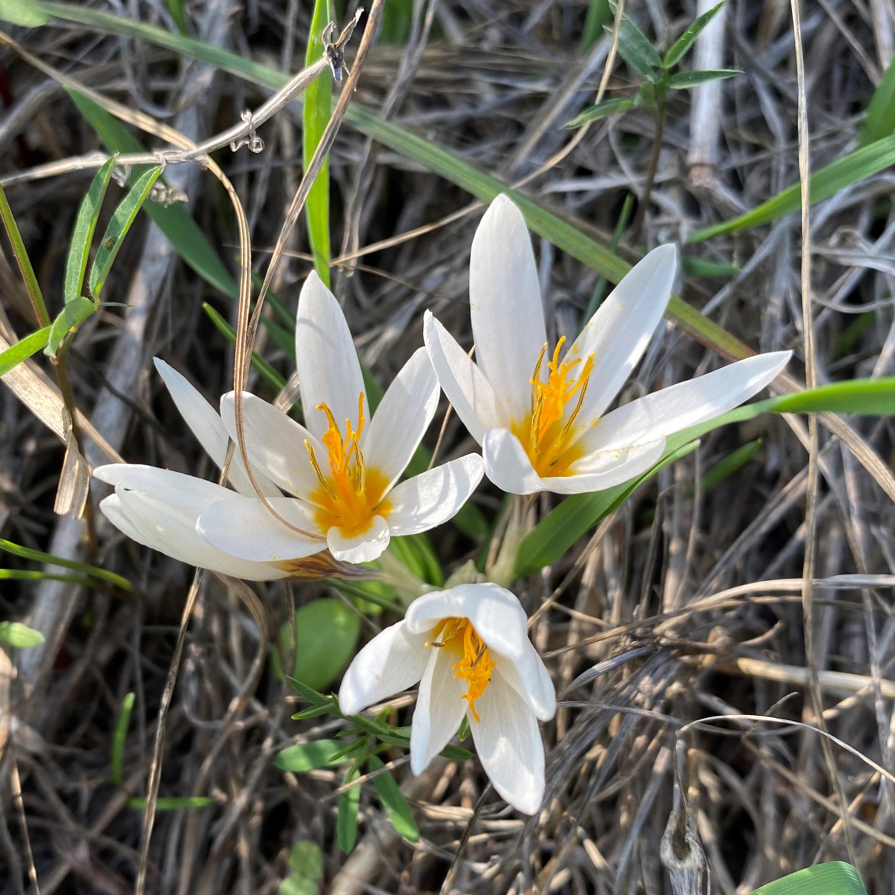 Crocus veneris