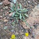 Cynoglossum troodi leaves