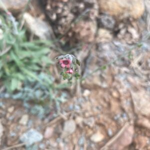 Cynoglossum troodi flowers