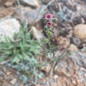 Cynoglossum troodi