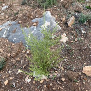 Dittrichia graveolens subspecies graveolens Small plant