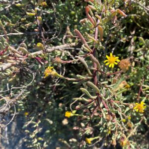 Limbarda crithmoides subsp. longifolia