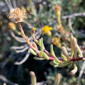 Limbarda crithmoides subsp. longifolia