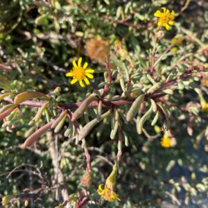 Limbarda crithmoides subsp. longifolia