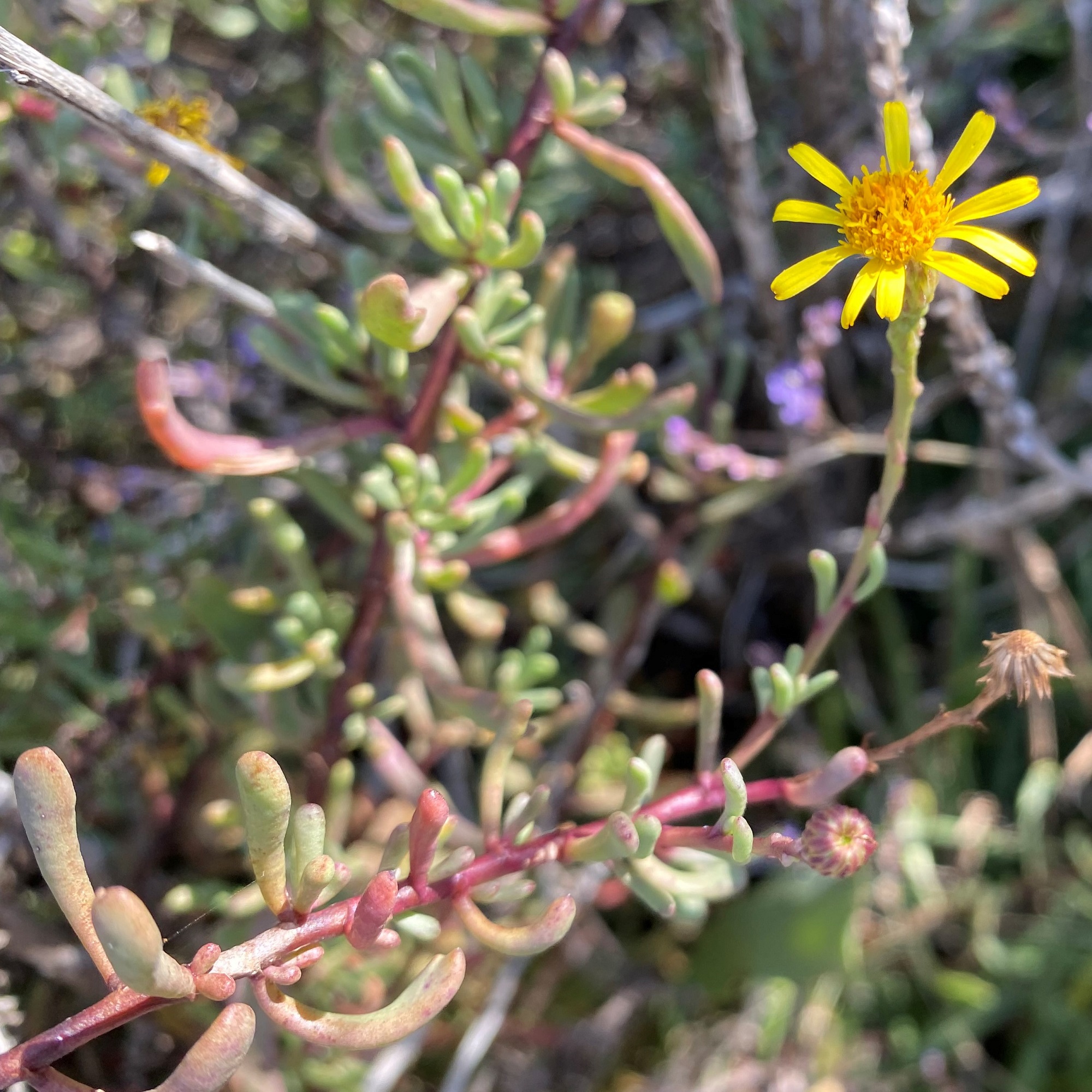 Limbarda crithmoides subsp. longifolia - Asterales (4)