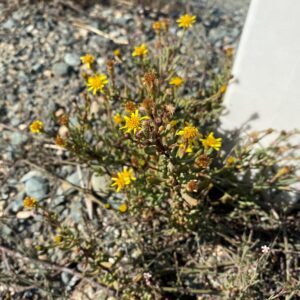 Limbarda crithmoides subsp. longifolia