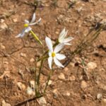 Narcissus obsoletus