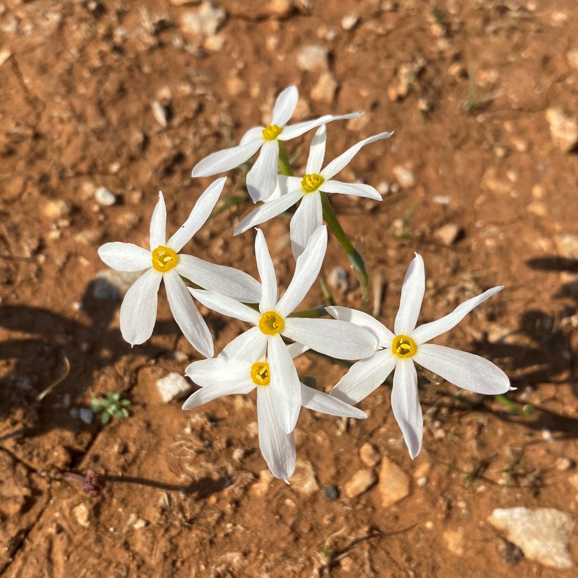 Narcissus obsoletus