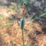 Narcissus obsoletus fruit