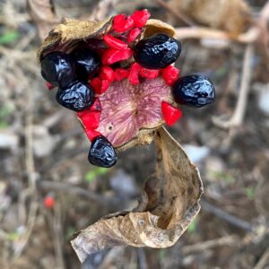 Paeonia mascula subspecies mascula Seeds