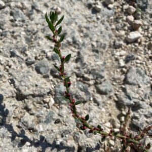 Polygonum aviculare