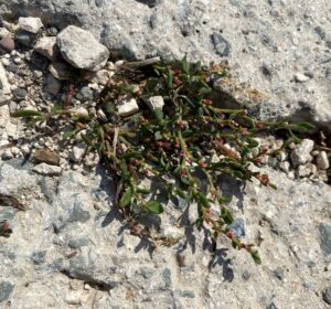 Polygonum aviculare