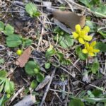 Ranunculus cytheraeus