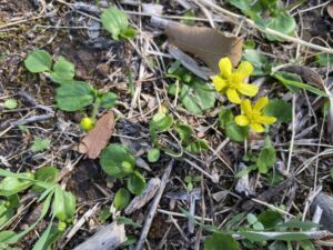 Ranunculus cytheraeus