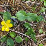 Ranunculus cytheraeus Leaves