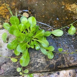 Samolus valerandi Plant base and leaves