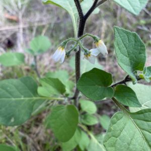 Solanum villosum Flowers