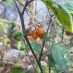 Solanum villosum