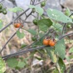 Solanum villosum