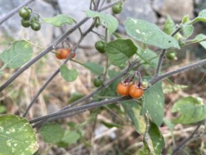 Solanum villosum