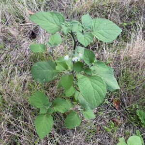 Solanum villosum Young plant