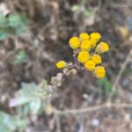 Tanacetum balsamita Flowers