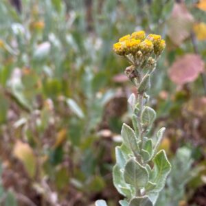 Tanacetum balsamita Inflorescence