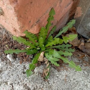 Taraxacum cyprium