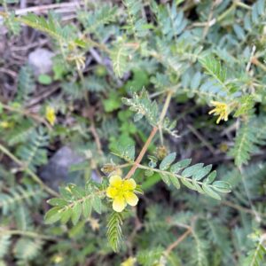 Tribulus terrestris