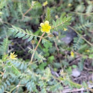 Tribulus terrestris