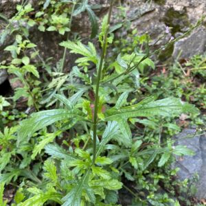 Verbena officinalis - Leaves