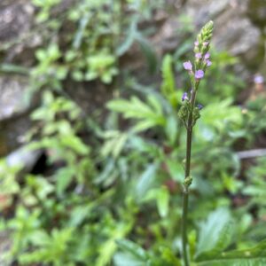 Verbena officinalis Inflorescence