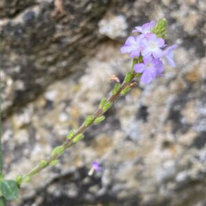 Verbena officinalis