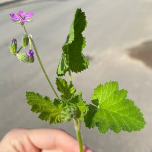 Erodium malacoides Upper leaves