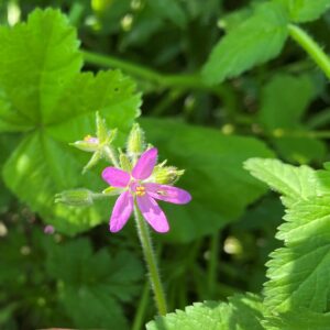 Erodium moschatum Flower