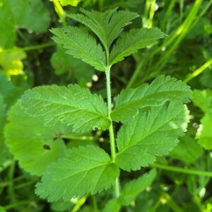 Erodium moschatum Leaves