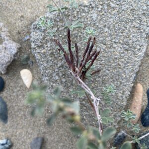 Lotus cytisoides empty seed pods