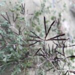 Lotus cytisoides seed pods