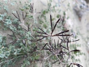 Lotus cytisoides seed pods