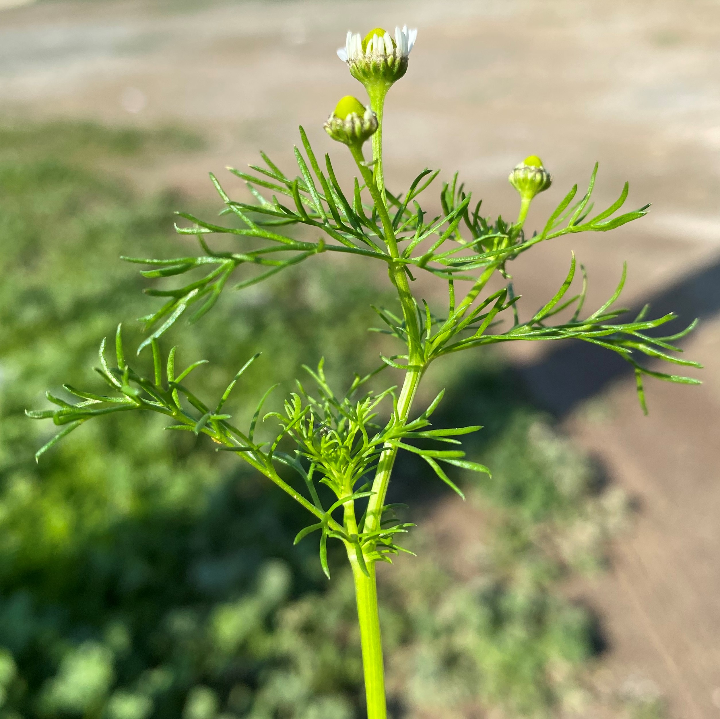 Matricaria chamomilla