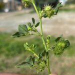 Medicago polymorpha fruits