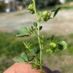 Medicago polymorpha fruits