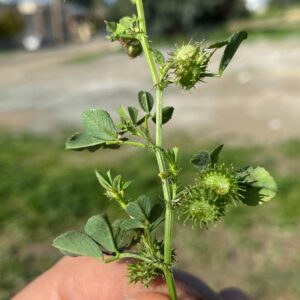 Medicago polymorpha fruits