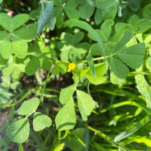 Medicago polymorpha